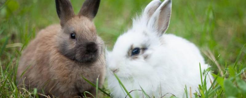 如何观察兔粪治兔病 兔常见病诊断与防治