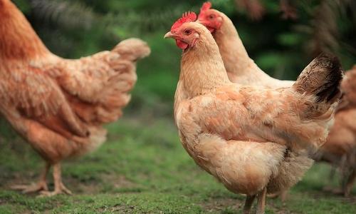散养土鸡公鸡母鸡比例是多少 散养土鸡公鸡母鸡比例是多少斤