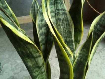 金边令箭怎么养殖 令箭养殖方法