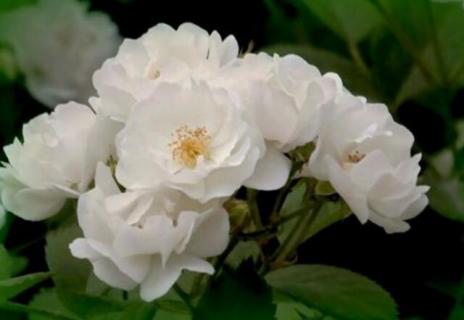 白蔷薇花语（白蔷薇花语及代表意义）