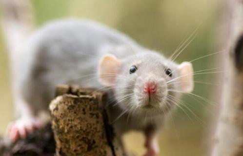 花枝鼠公母哪个温顺（花枝鼠公母哪个温柔）