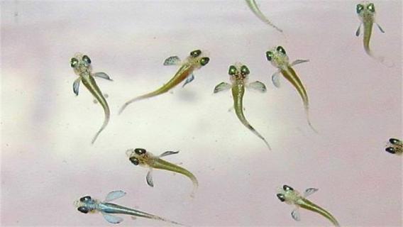 小鱼花怎么养殖 金鱼花的养殖方法