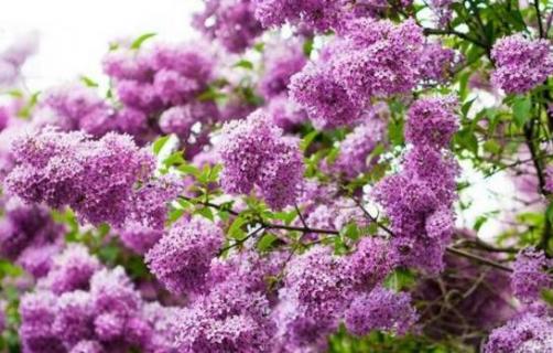 丁香花适合庭院种植吗（丁香花适合庭院种植吗视频）