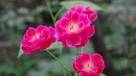 月季金丝雀为什么贵（金丝雀月季值得养吗）