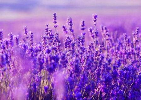 开紫色的小花的草（开紫色的小花的草药）