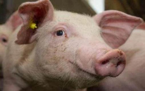 猪为什么免疫蛇毒 猪为什么对蛇毒免疫