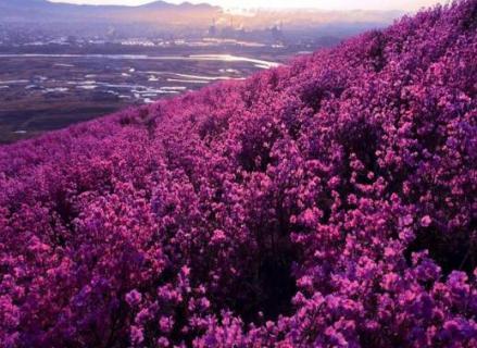 扎兰屯杜鹃花节时间（扎兰屯杜鹃花什么时间观赏最好）