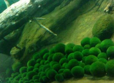 海藻球有生命吗 海藻球是活的还是死的