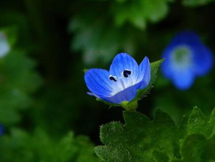 开蓝色的小花的草（开蓝色的小花的草药叫什么）