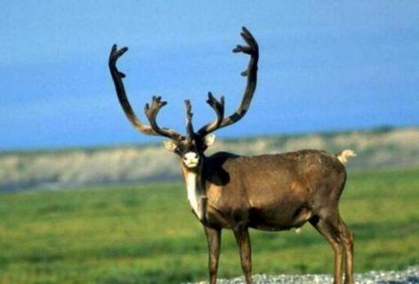 什么是白唇鹿 白唇鹿的介绍