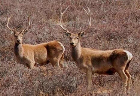 白唇鹿饮食是怎样的 白唇鹿生活在什么地方