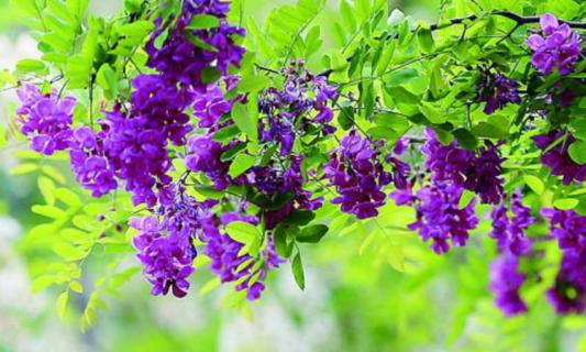 紫色槐花可以吃吗（紫色槐花可以吃吗?）