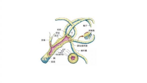 珊瑚虫纲有哪些（珊瑚虫属于什么纲）