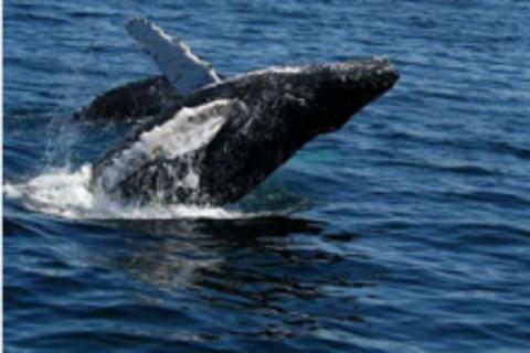 什么是南露脊鲸 南露脊鲸和弓头鲸哪个大