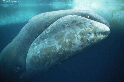 什么是北极露脊鲸（北露脊鲸和南露脊鲸的区别）