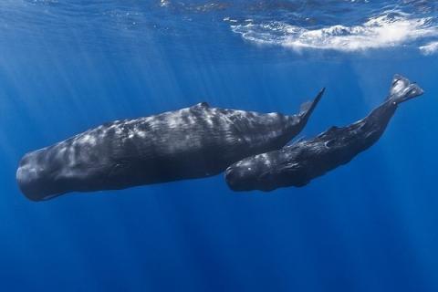 抹香鲸的特点有哪些 抹香鲸