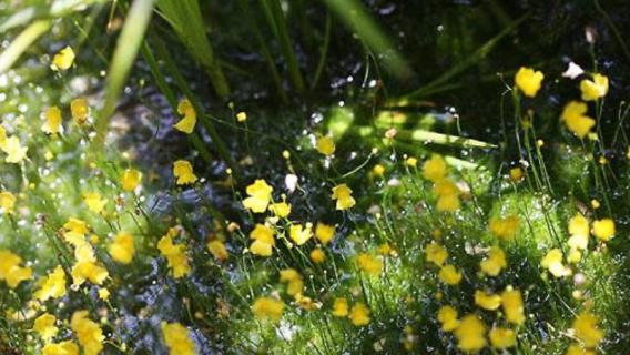 什么是黄花狸藻 什么是黄花狸藻类植物