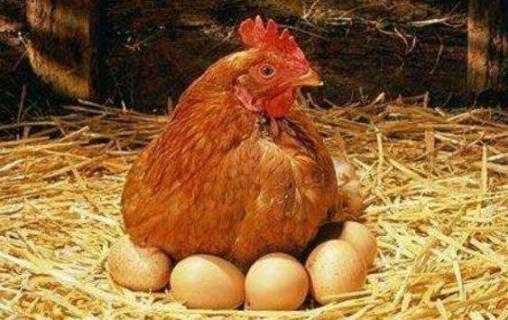 母鸡吃自己下的蛋怎么办 母鸡吃自己下的蛋怎么办啊
