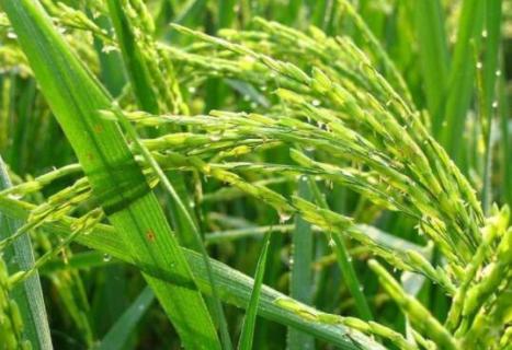 水稻红白线虫克星 红线虫对水稻的危害