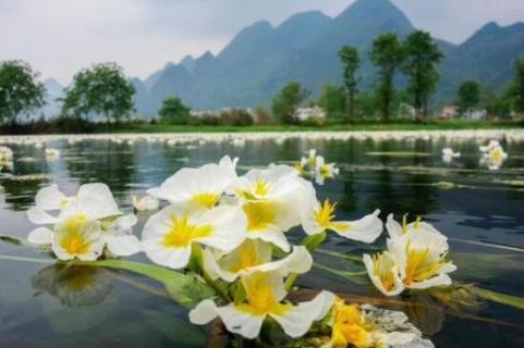 海菜花为啥叫水性杨花 海菜花为啥叫水性杨花呢