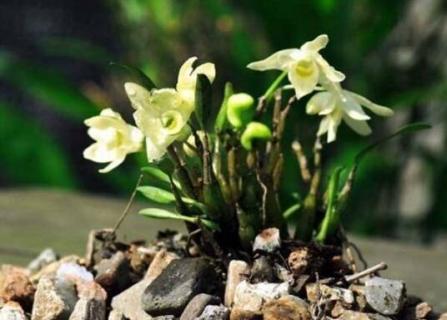 石斛开过花老枝怎么办 石斛老枝开花吗