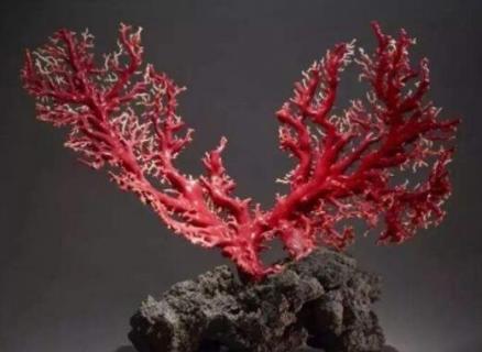 红珊瑚变白了如何恢复（红珊瑚变白了如何恢复颜色）