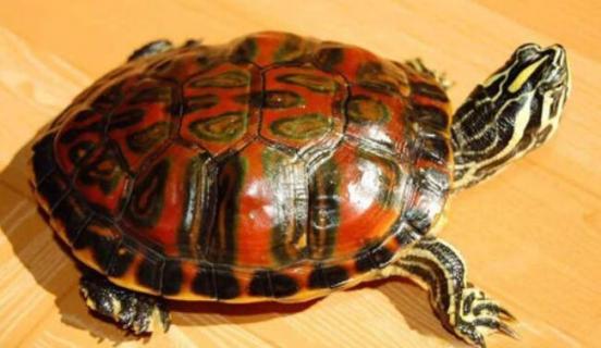 火焰龟是深水龟吗（红腹火焰龟是深水龟吗）