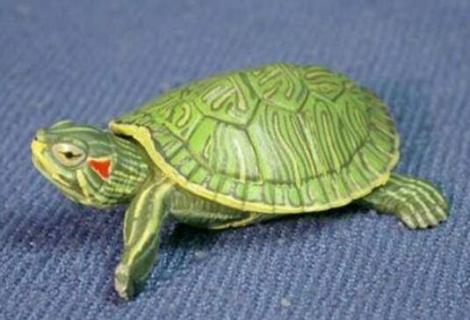珍珠龟和巴西龟可以一起养吗 珍珠龟和巴西龟可以一起养吗有毒吗