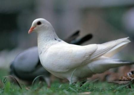 白羽王鸽一年繁殖几窝 白羽王鸽一年繁殖几窝蛋