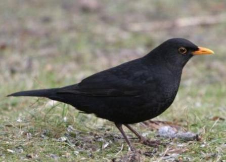 百舌鸟为什么要养三年 百舌鸟为什么要养三年才能繁殖