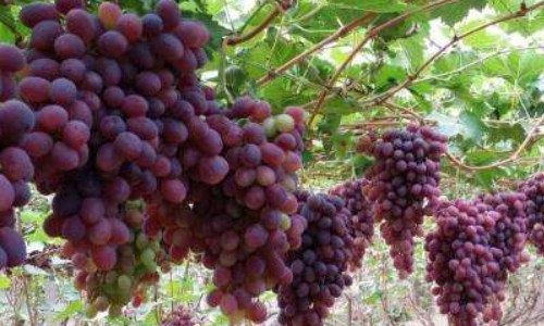 午夜美人葡萄如何种植（夜美人葡萄和午夜美人葡萄的区别）