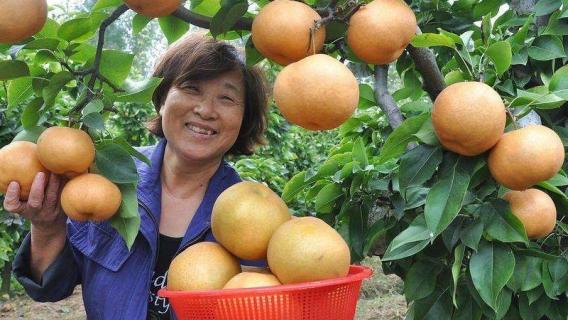 晚秋黄梨什么时候采摘（晚秋黄梨什么时候采摘最合适）