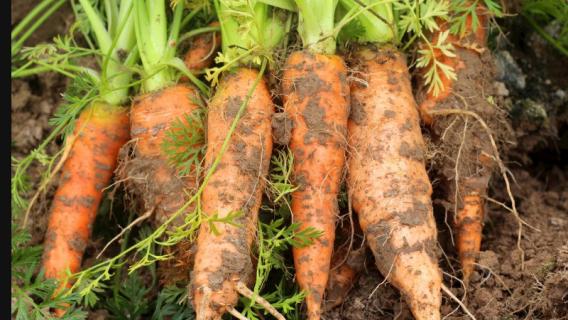 我们常吃的胡萝卜属于根状茎吗 我们食用的是胡萝卜的是根还是茎