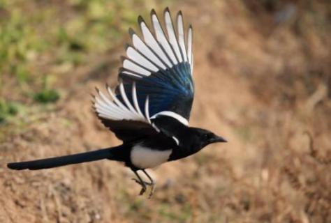 喜鹊因为什么安然过冬 喜鹊因为什么安然过冬?寒号鸟因为什么而遭遇不幸