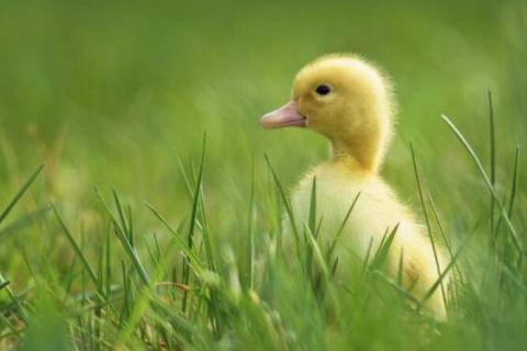 刚出生的小鸭子有着什么颜色的嘴角 刚出生的小鸭子有着什么颜色的嘴角和眼睛