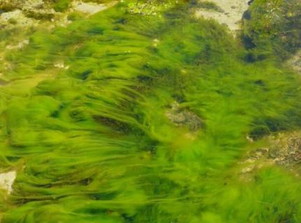 绿藻对水质的影响（绿藻对水质的影响有哪些）