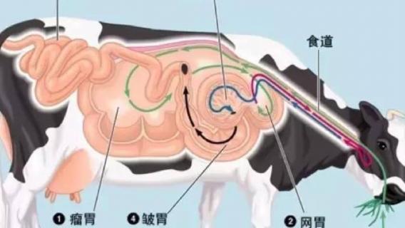 牛为什么是反刍动物 牛为什么是反刍动物简要说明