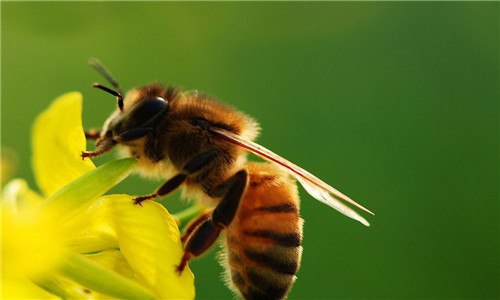 蜜蜂和黄蜂的区别是什么 蜜蜂和黄蜂一样吗