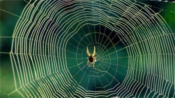 蜘蛛结网是什么行为 蜘蛛结网是什么行为图片
