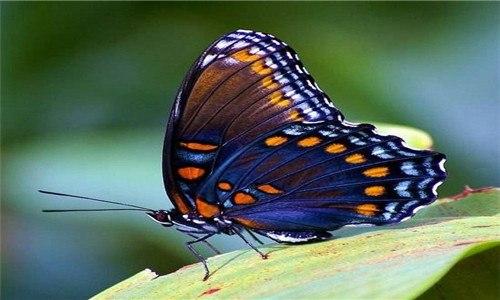 蝴蝶的别名是什么 菊花蝴蝶的别名是什么