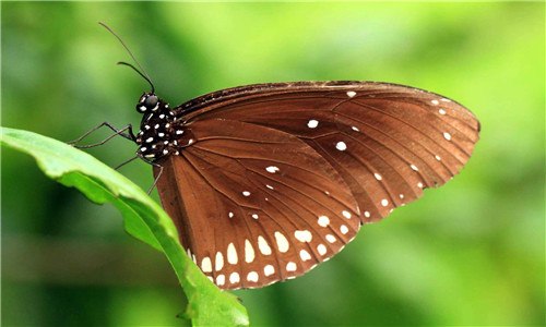 蝴蝶是怎样飞行的 蝴蝶是怎样飞行的视频