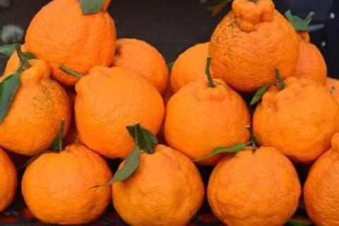 不知火丑橘和粑粑区别 不知火和丑橘是一个品种吗