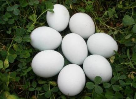 鹅蛋放多久就不能孵化了 多久的鹅蛋不可以孵化