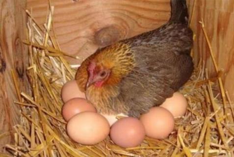 母鸡下蛋后自己吃掉鸡蛋是怎么回事（母鸡下蛋后自己吃掉鸡蛋是怎么回事相关作文）