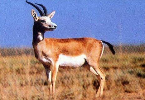 黄羊是什么动物 黄羊是什么动物类型