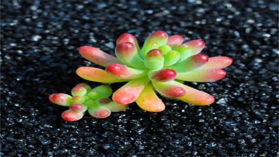 多肉八千代高了怎么办 八千代多肉怎么修剪