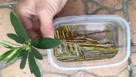 柳枝泡水能浇花吗?柳枝生根水怎么用?（柳枝生根水能直接浇吗）