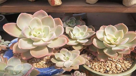 丝绸面纱多肉如何养护 丝绸面纱多肉如何养护好