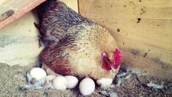 母鸡抱窝几天才放蛋（母鸡抱窝后多久下蛋）