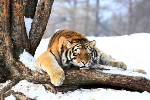 西伯利亚虎和东北虎的区别（东北虎是西伯利亚虎吗）